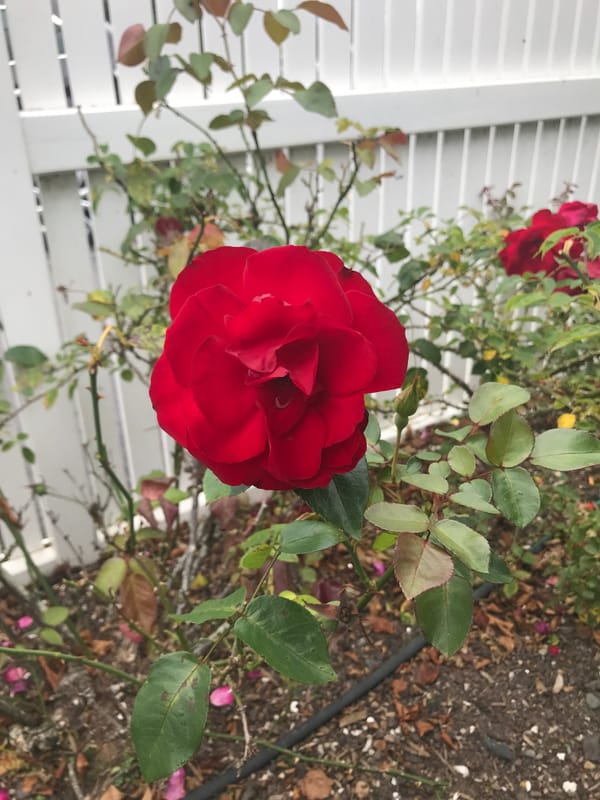 Flowers for Labour after Covid